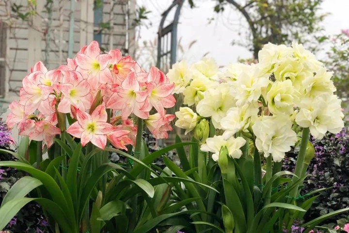8款花園球根花卉推薦 8款花園球根花卉推薦