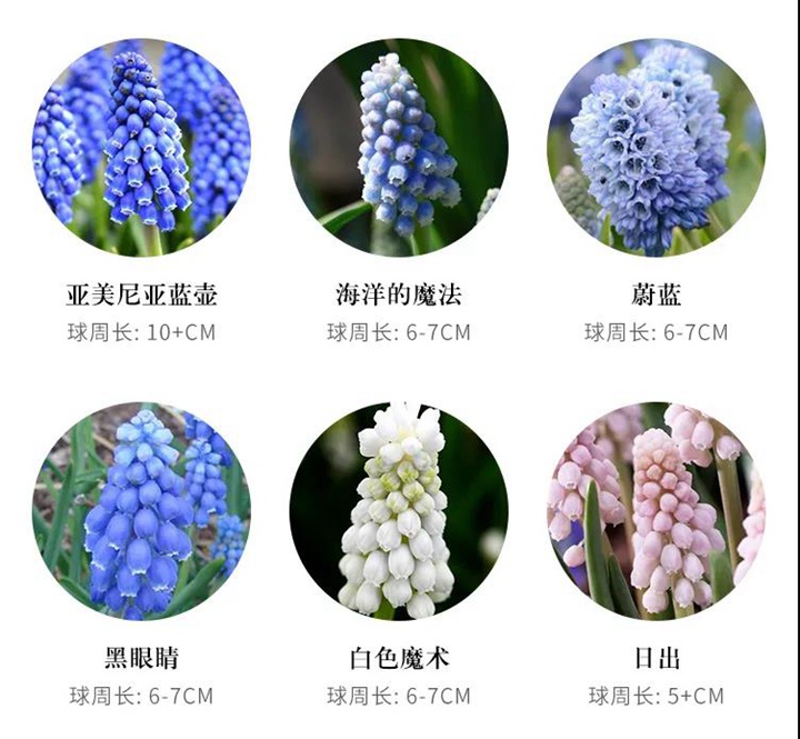 8款花園球根花卉推薦 8款花園球根花卉推薦