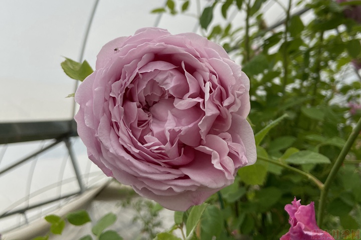 夏季月季花能不能暴曬？