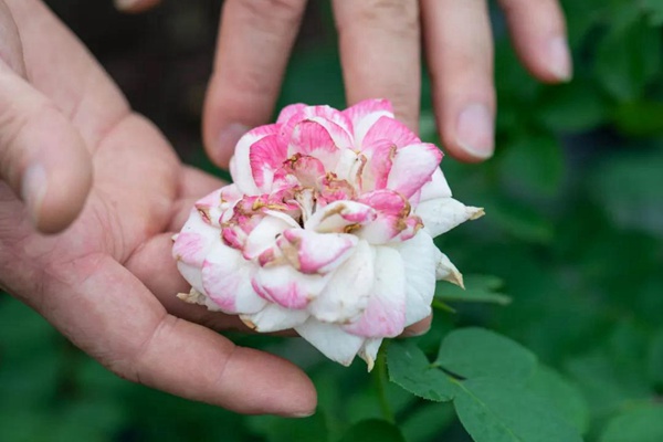 要想月季開得好，月季花后修剪少不了