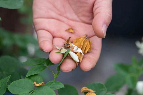 要想月季開得好，月季花后修剪少不了