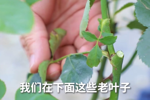 要想月季開得好，月季花后修剪少不了