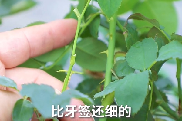 要想月季開得好，月季花后修剪少不了