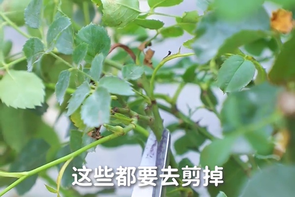 要想月季開得好，月季花后修剪少不了