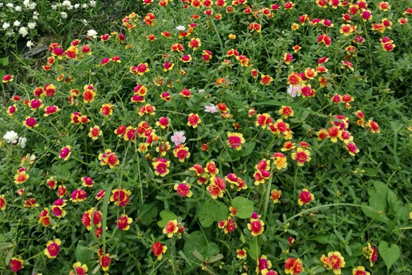 太陽花用深盆還是淺盆種植好？