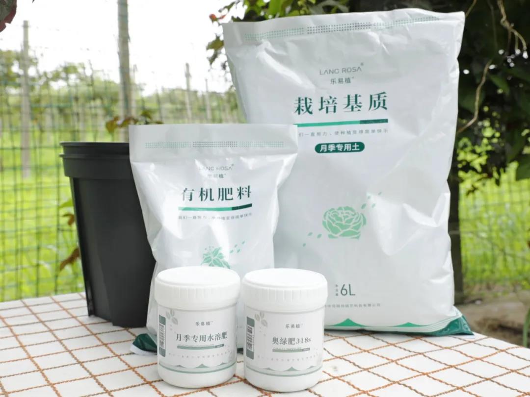 月季換盆后的舊土不要扔，這樣處理還能用！