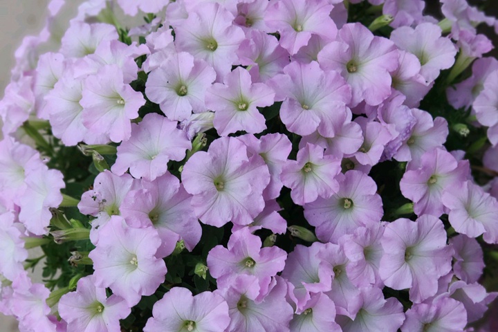 矮牽牛花盆栽的養(yǎng)護(hù)