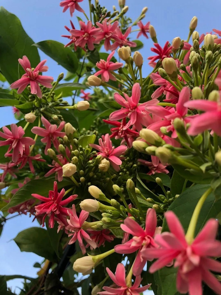 花架上的一顆使君子，點(diǎn)亮兩廣的夏天