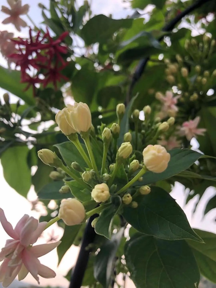 花架上的一顆使君子，點(diǎn)亮兩廣的夏天