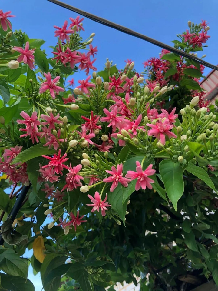 花架上的一顆使君子，點(diǎn)亮兩廣的夏天