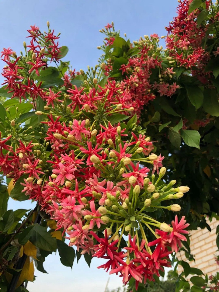 花架上的一顆使君子，點(diǎn)亮兩廣的夏天