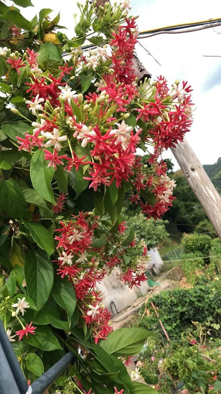 花架上的一顆使君子，點(diǎn)亮兩廣的夏天