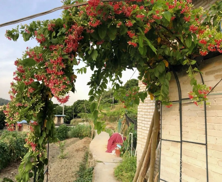 花架上的一顆使君子，點(diǎn)亮兩廣的夏天