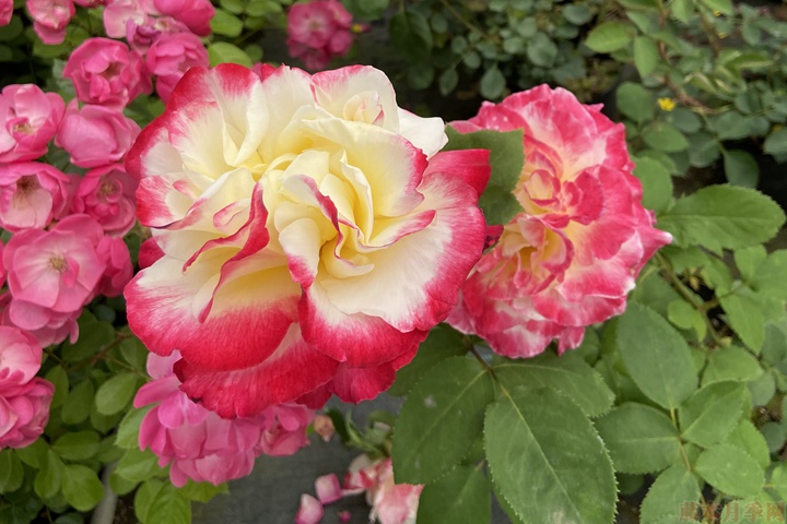 薔薇移栽后需要修剪嗎？