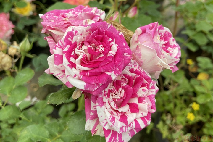 薔薇移栽后需要修剪嗎？
