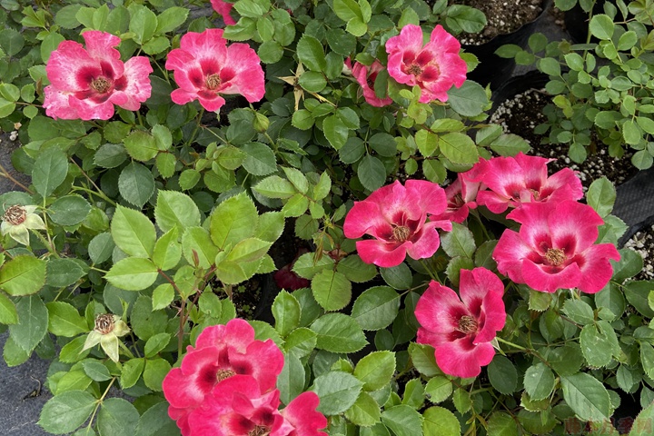 薔薇移栽后需要修剪嗎？