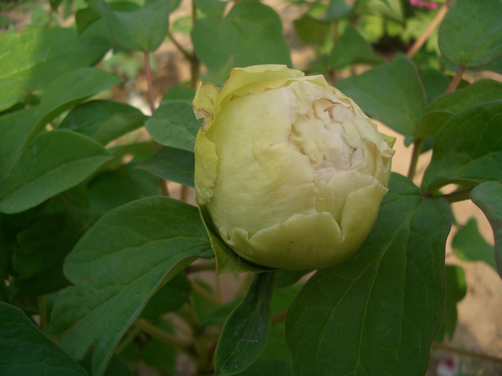 洛陽牡丹花期多長時間,什么時候去賞花好？