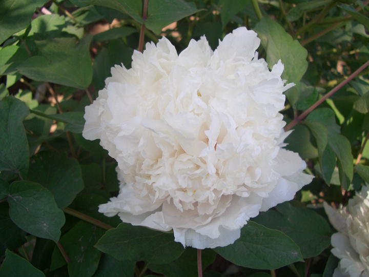 洛陽牡丹節(jié)是幾月幾號，洛陽牡丹花會時間
