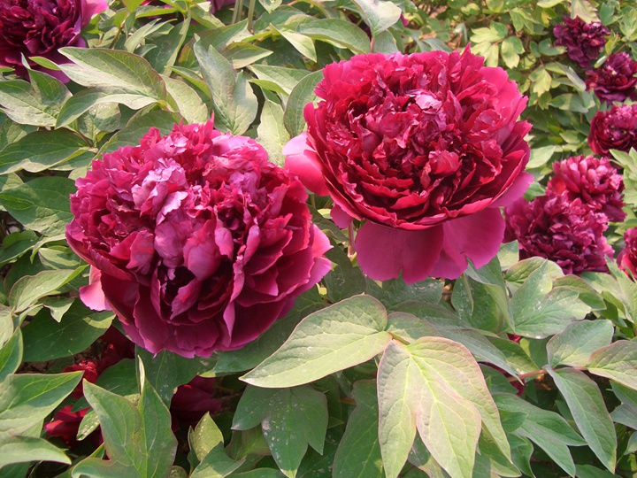 牡丹什么季節(jié)開花，花期是幾月