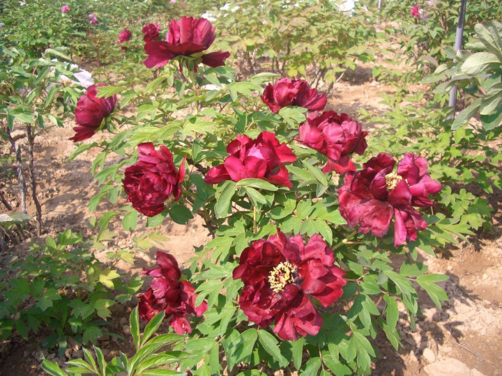 牡丹什么季節(jié)開花，花期是幾月