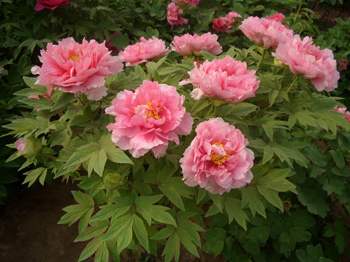 牡丹花什么季節(jié)開，觀賞期有多久？