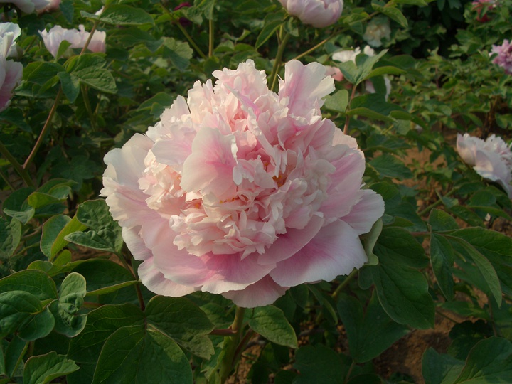 牡丹花什么季節(jié)開，觀賞期有多久？