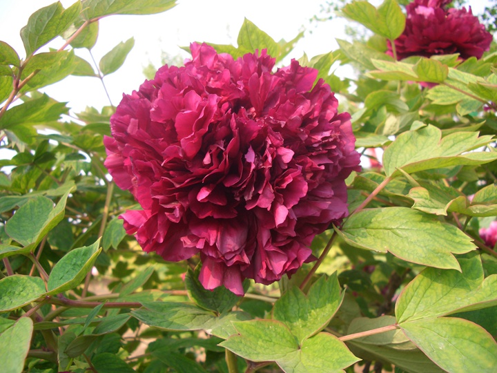 洛陽(yáng)牡丹花什么時(shí)候開(kāi)放