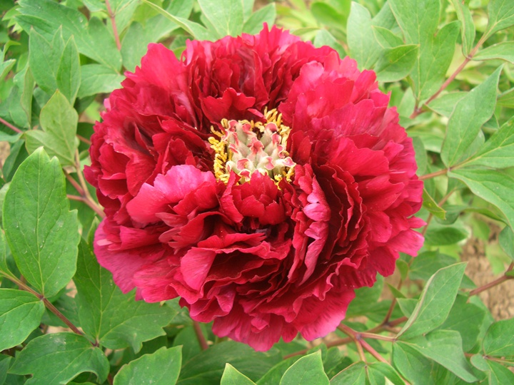 牡丹花結(jié)的籽能種嗎？
