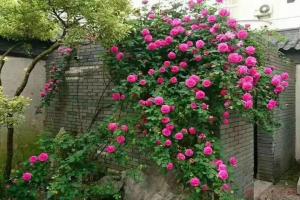 藤本月季為什么不肯開花？
