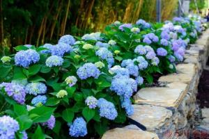 無盡夏什么時候開花，一年能開幾次？