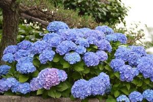 繡球花焦葉是什么原因,如何處理？