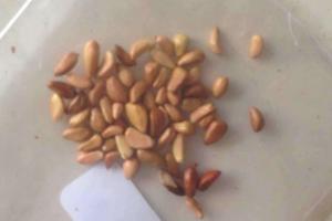 薔薇種子怎么處理發(fā)芽率高？