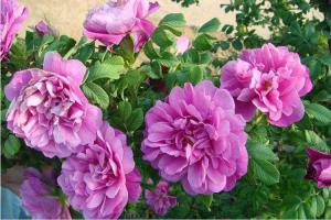 玫瑰長(zhǎng)芽又蔫后還能活嗎？