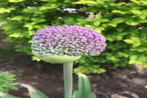 我在花園種了100棵大花蔥，年復(fù)一年美如初見(jiàn)