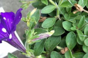 矮牽牛什么時(shí)候開(kāi)花