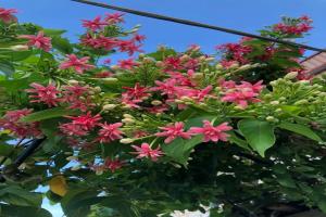 花架上的一顆使君子，點(diǎn)亮兩廣的夏天