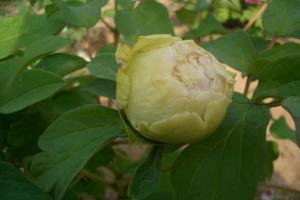 洛陽(yáng)牡丹花期多長(zhǎng)時(shí)間,什么時(shí)候去賞花好？