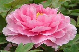 洛陽(yáng)牡丹節(jié)是幾月幾號(hào)，洛陽(yáng)牡丹花會(huì)時(shí)間