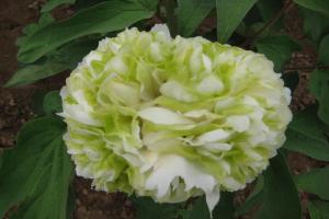 牡丹什么季節(jié)開花，花期是幾月