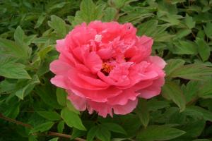 牡丹花結(jié)的籽能種嗎？