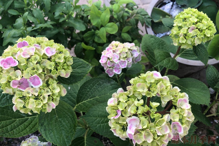繡球花的花語和寓意是什么？
