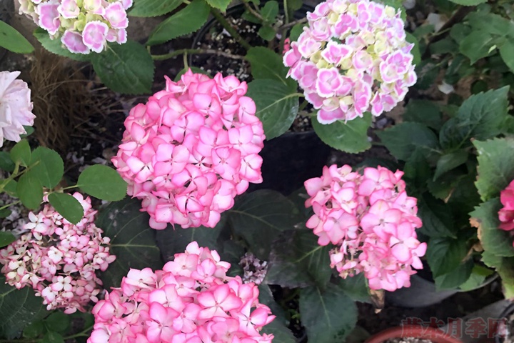 繡球花的花語和寓意是什么？