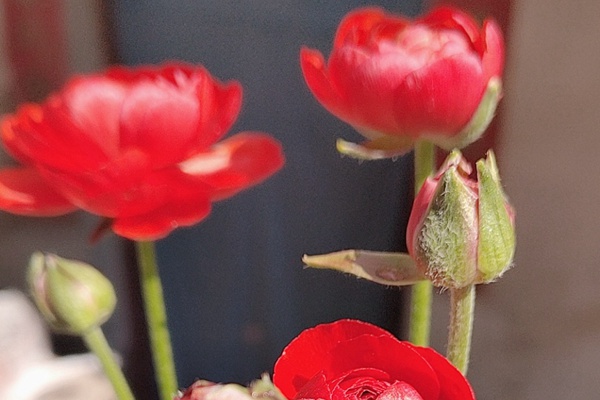 花毛茛的花期是什么時候，能開多久
