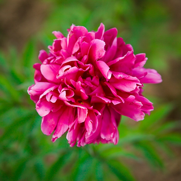 東北地區(qū)芍藥花種子的種植方法