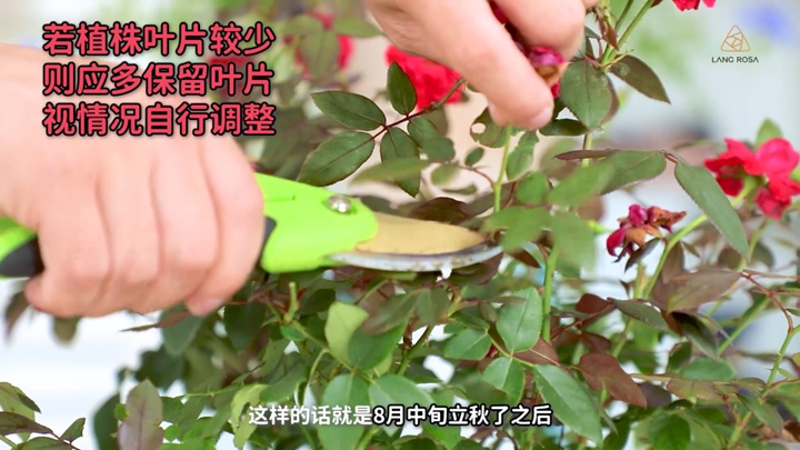 8月份月季養(yǎng)護需要注意些什么？