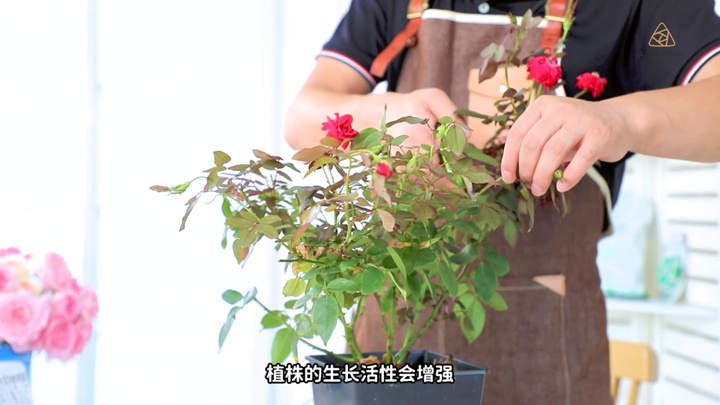 8月份月季養(yǎng)護需要注意些什么？