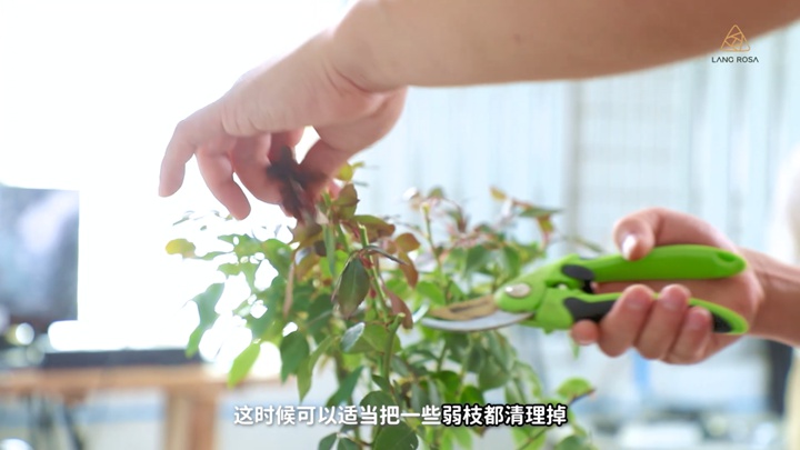 8月份月季養(yǎng)護需要注意些什么？