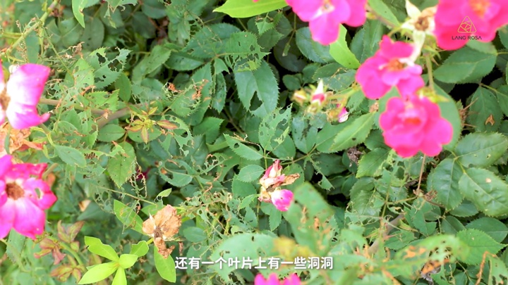 8月份月季養(yǎng)護需要注意些什么？