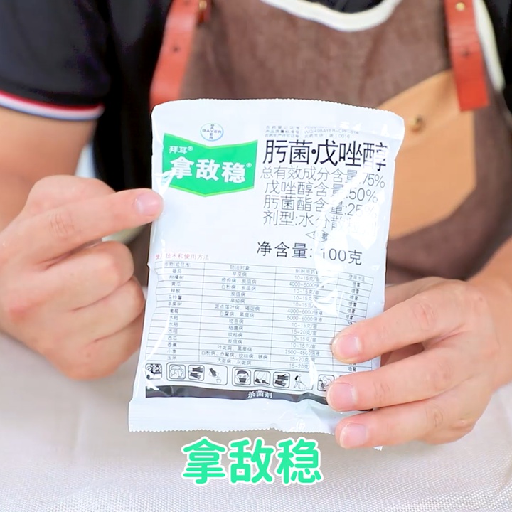 8月份月季養(yǎng)護需要注意些什么？