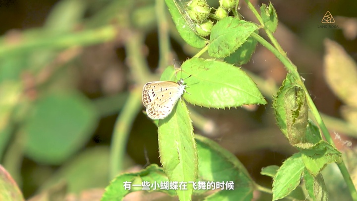 8月份月季養(yǎng)護需要注意些什么？